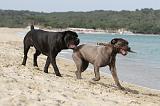 CANE CORSO 266